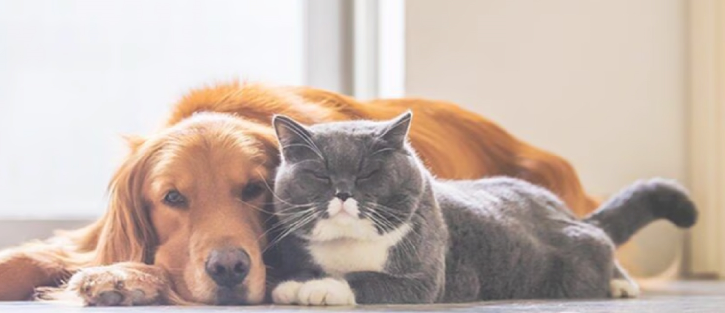 18 New Purina Coupons in Canada – Save on Cat & Dog Food, Treats & More